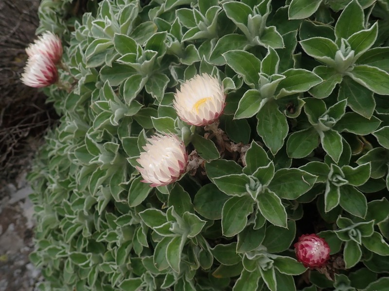 Helichrysum summo-montanum