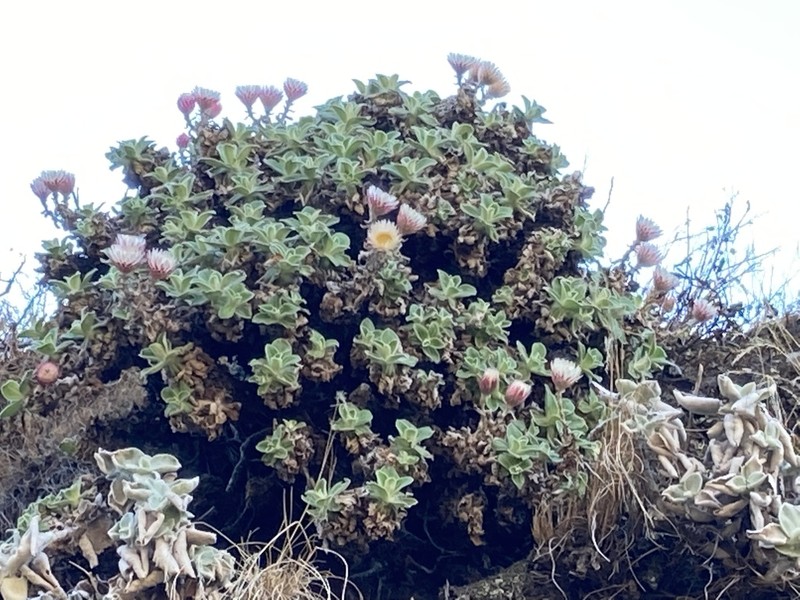 Helichrysum summo-montanum photo 2