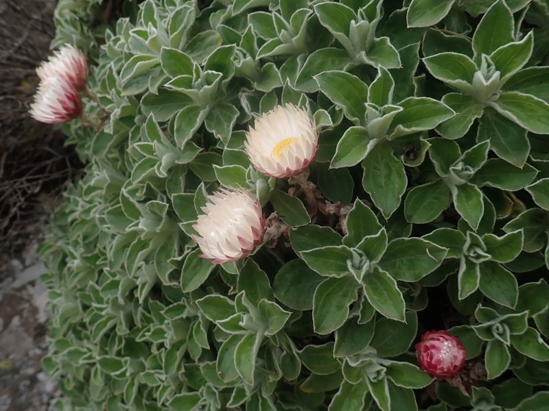 Helichrysum summo-montanum photo 3