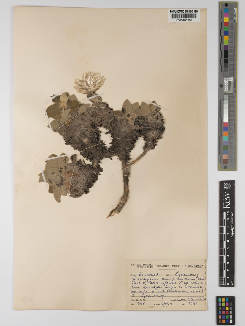 Helichrysum summo-montanum photo 6