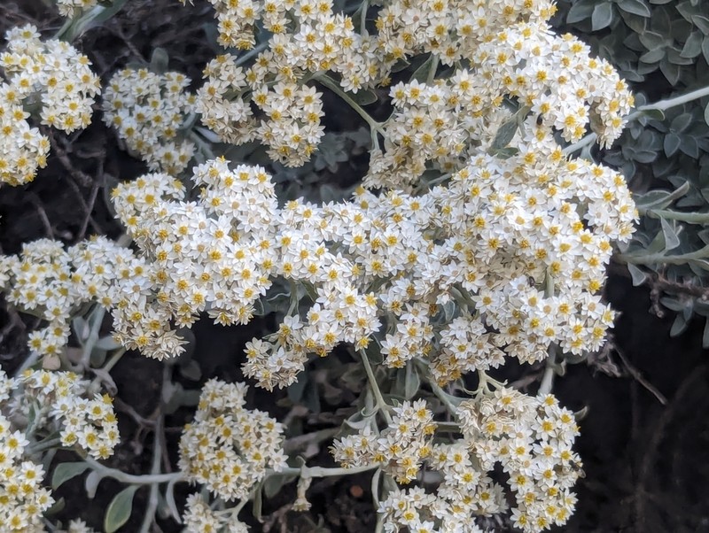 Helichrysum sutherlandii photo 2