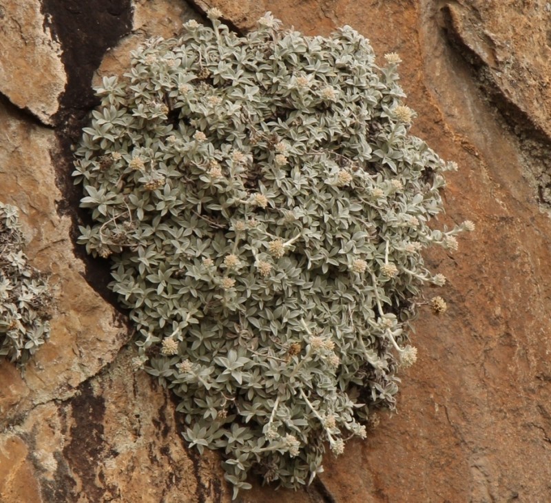 Helichrysum sutherlandii photo 3