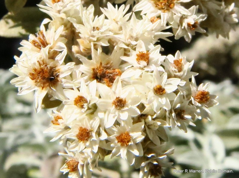Helichrysum sutherlandii photo 4