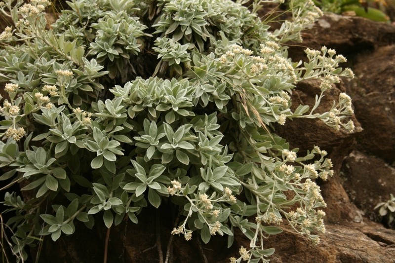 Helichrysum sutherlandii photo 5