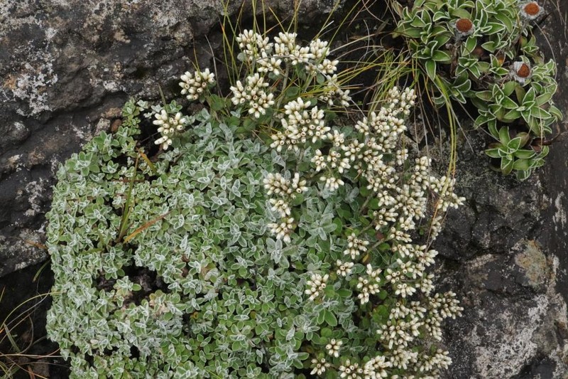 Helichrysum sutherlandii photo 6