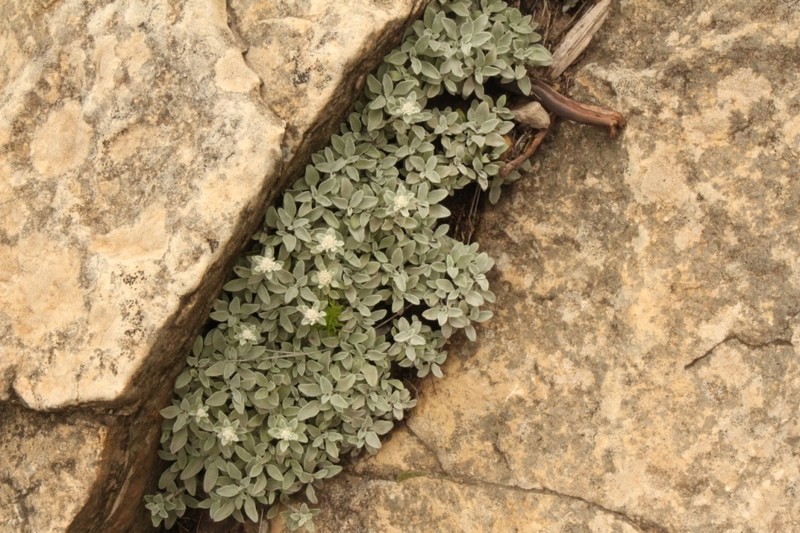 Helichrysum sutherlandii photo 8