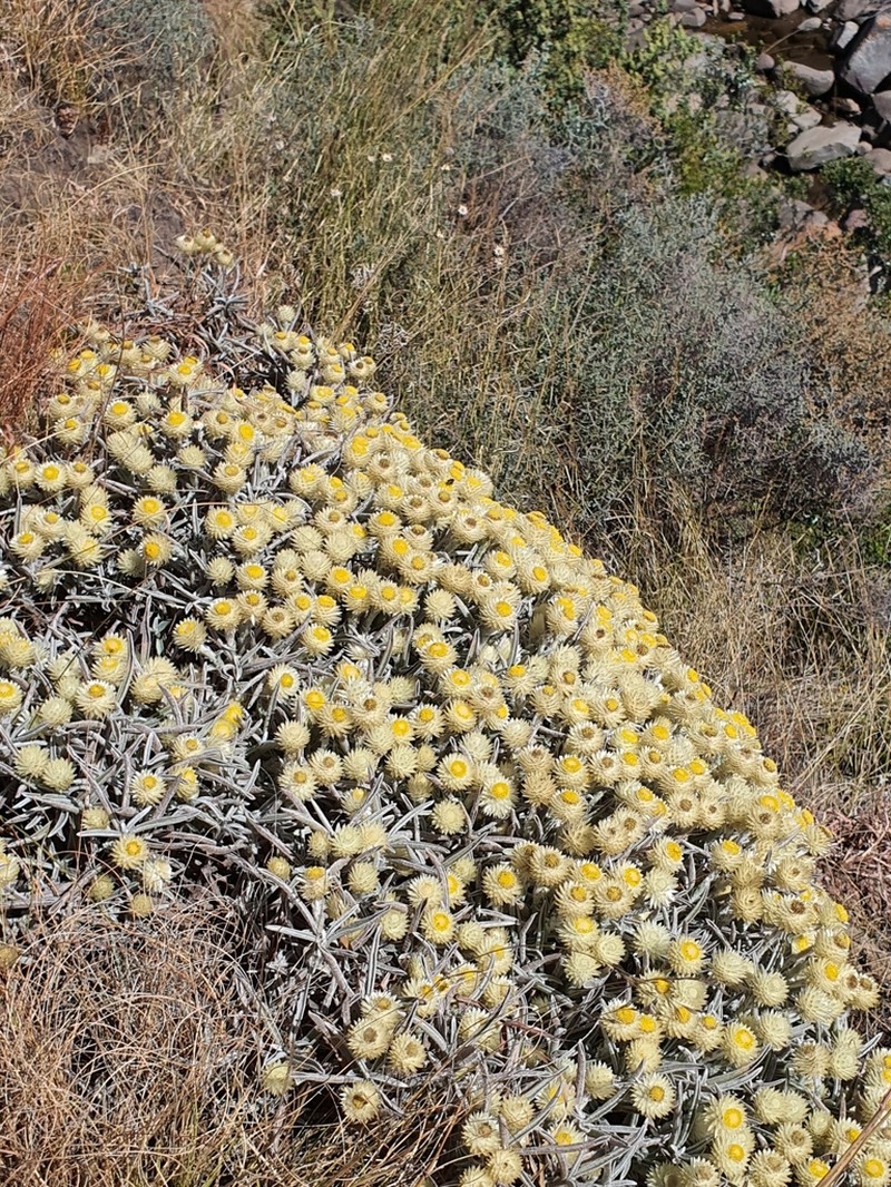 Helichrysum swynnertonii