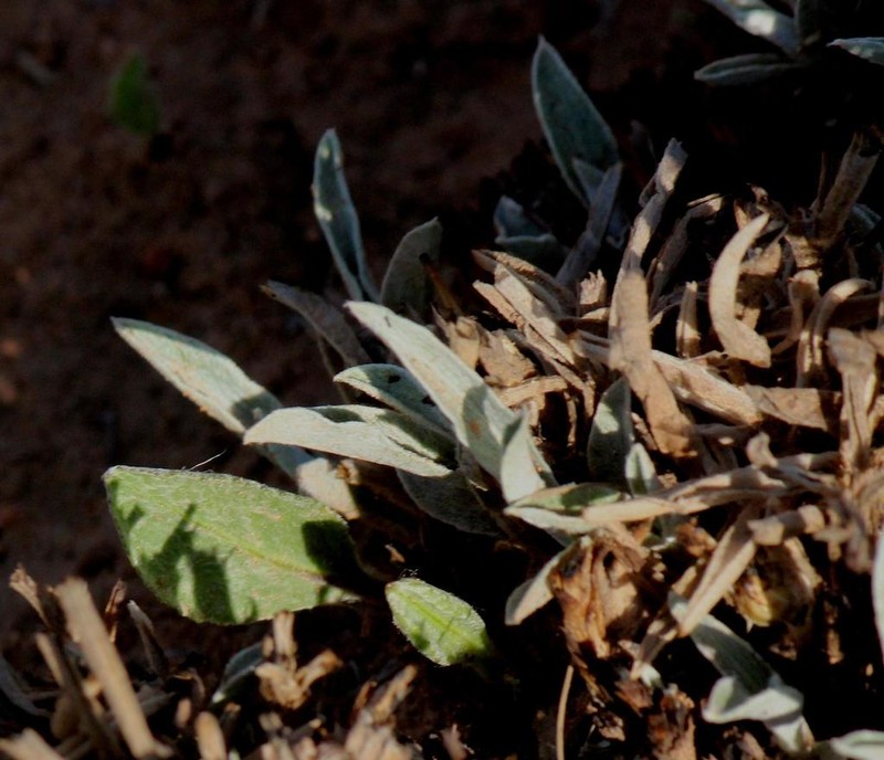 Helichrysum swynnertonii photo 2