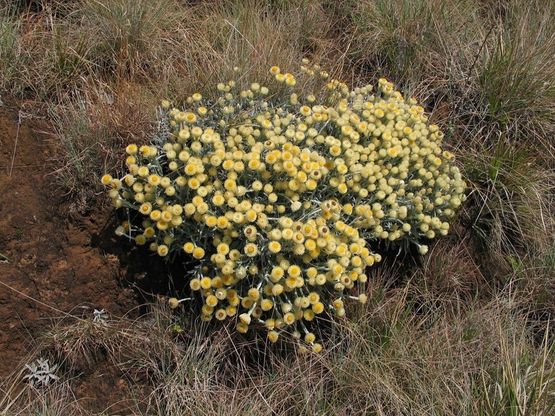 Helichrysum swynnertonii photo 3