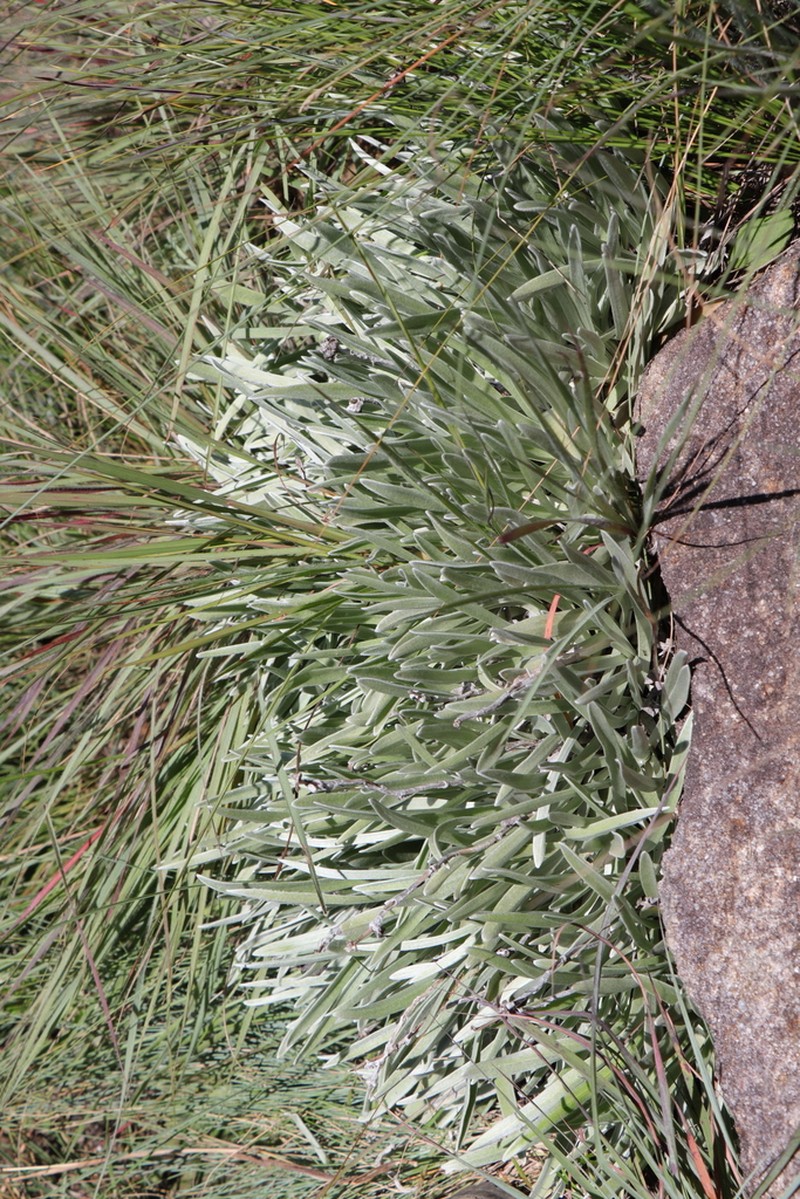 Helichrysum swynnertonii photo 4