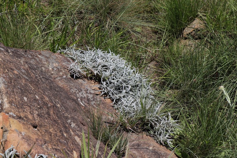 Helichrysum swynnertonii photo 5