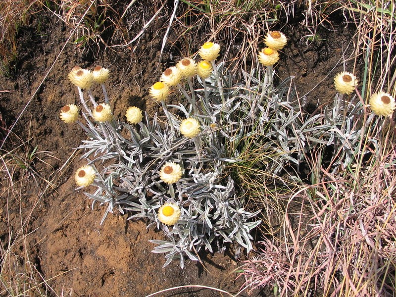 Helichrysum swynnertonii photo 6