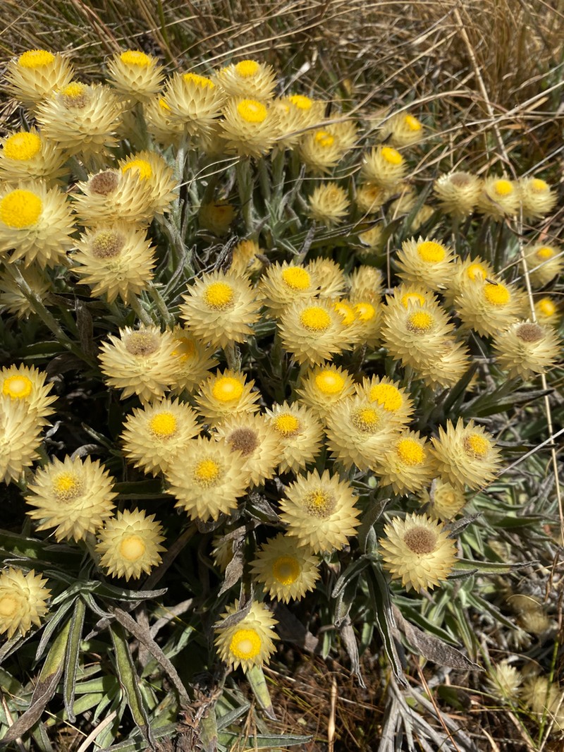 Helichrysum swynnertonii photo 7