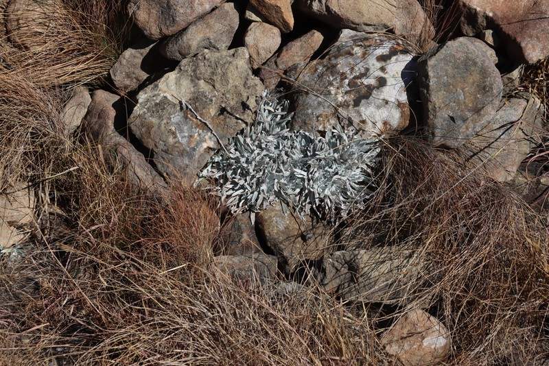 Helichrysum swynnertonii photo 8