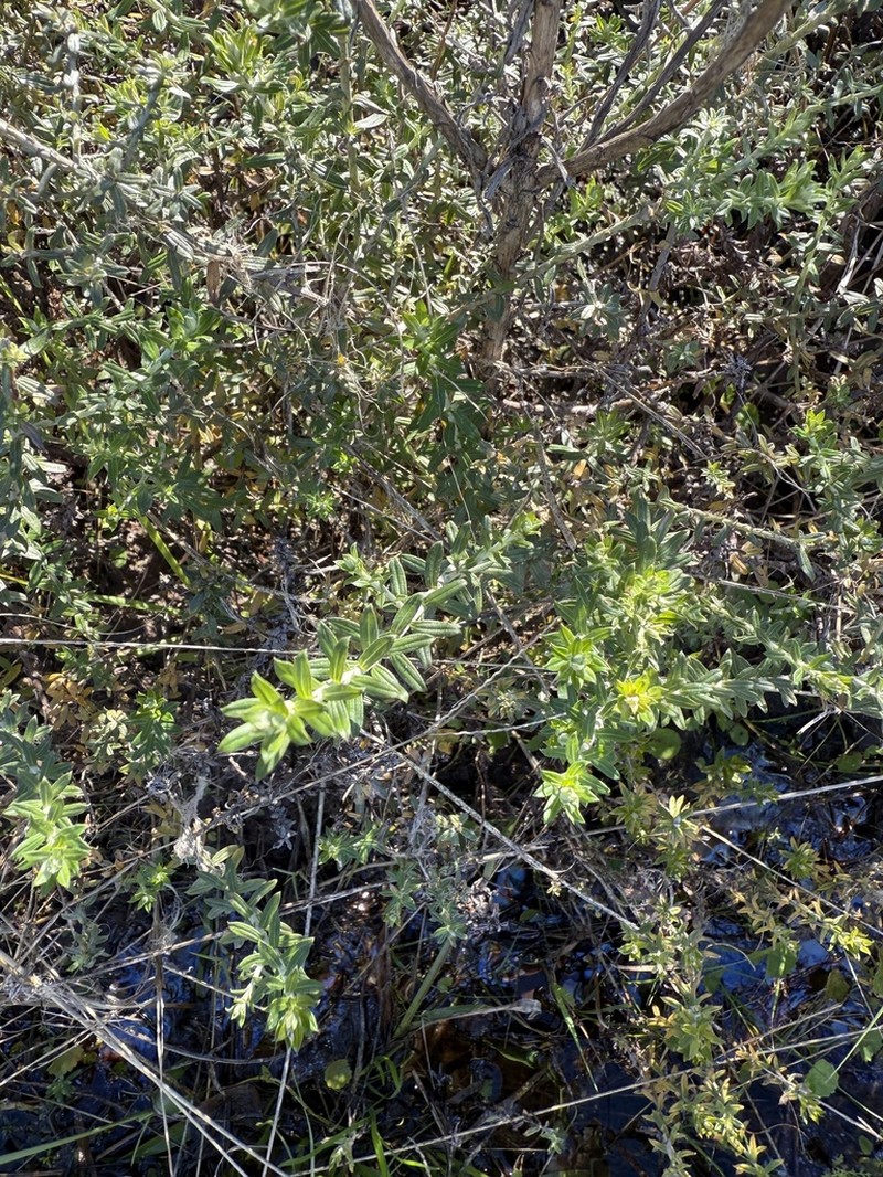 Helichrysum symoensianum