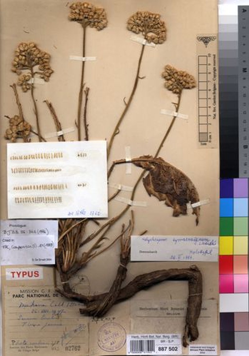 Helichrysum symoensianum photo 2