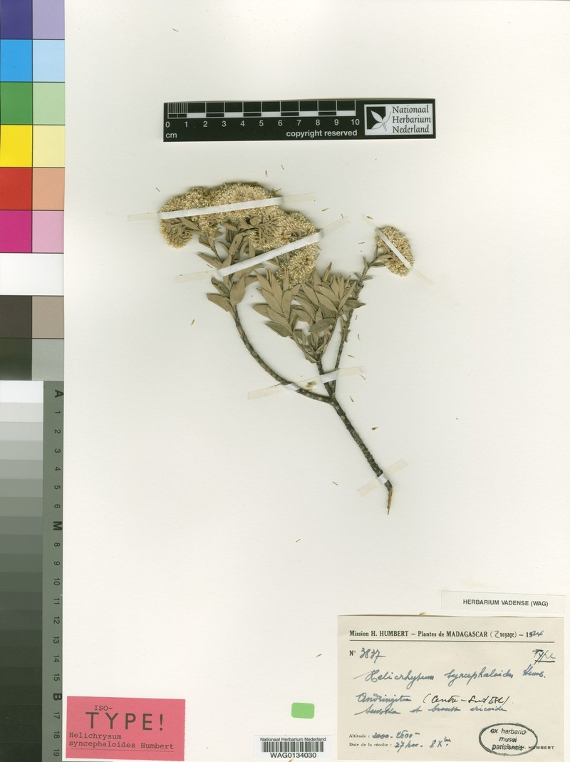Helichrysum syncephaloides
