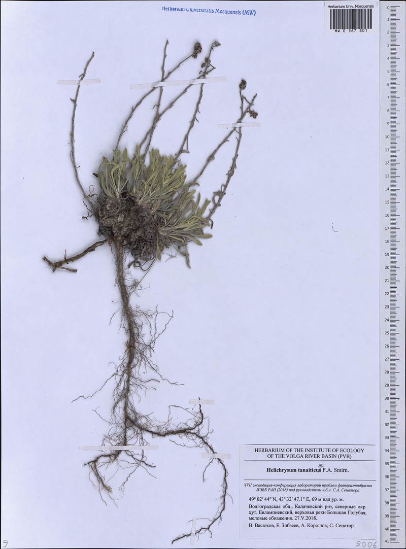 Helichrysum tanaiticum