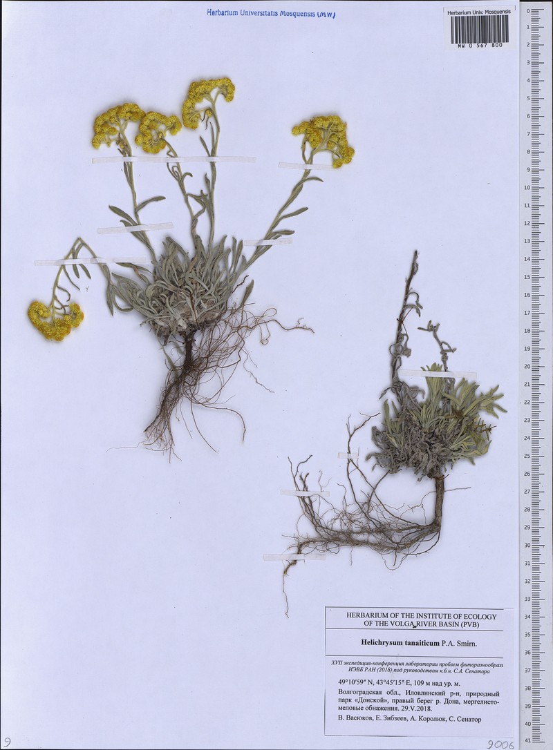 Helichrysum tanaiticum photo 2