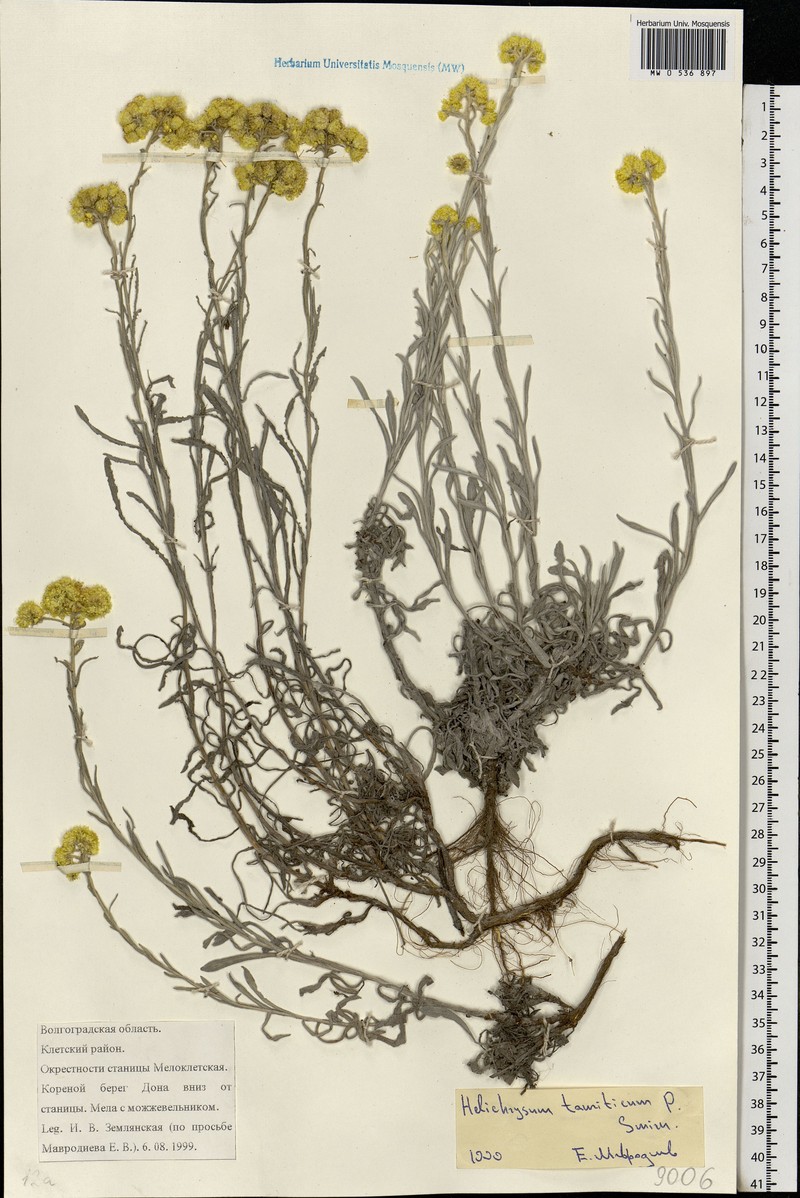 Helichrysum tanaiticum photo 3
