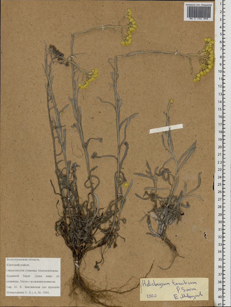 Helichrysum tanaiticum photo 4