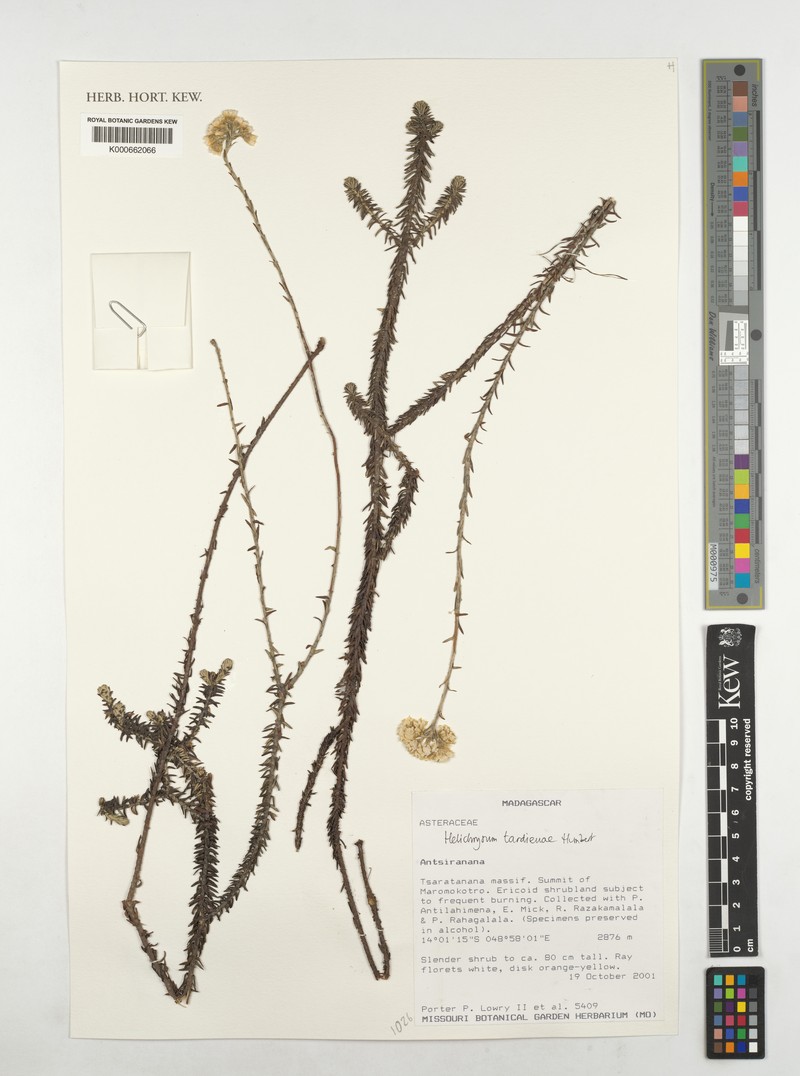 Helichrysum tardieuae