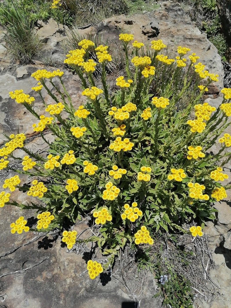 Helichrysum tenax