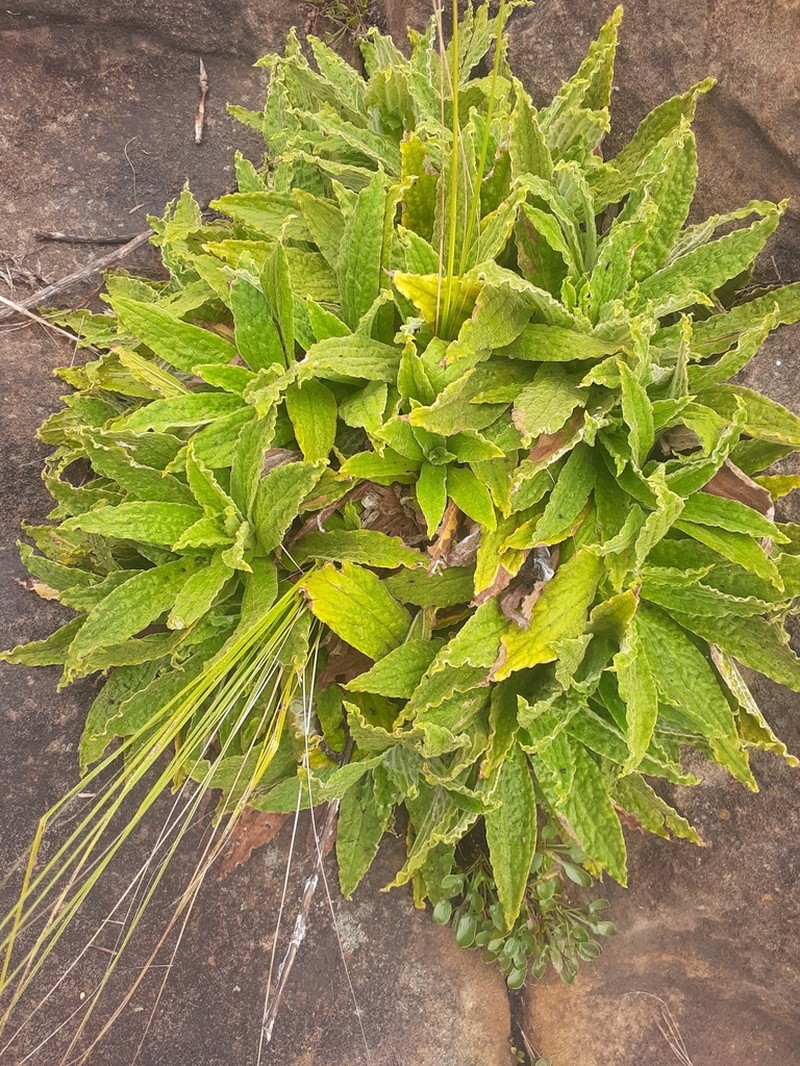 Helichrysum tenax photo 2