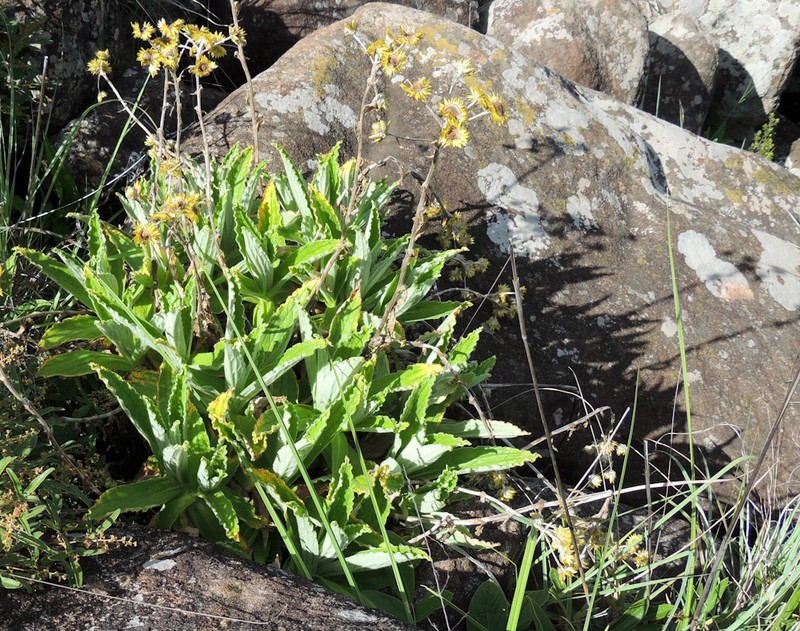 Helichrysum tenax photo 3
