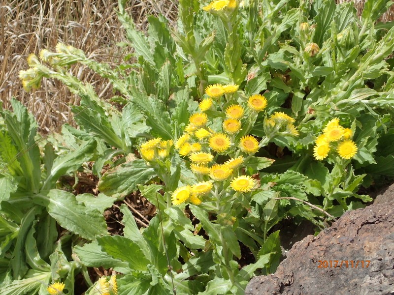 Helichrysum tenax photo 4