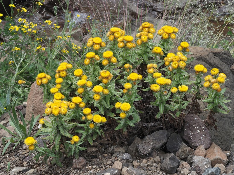 Helichrysum tenax photo 5