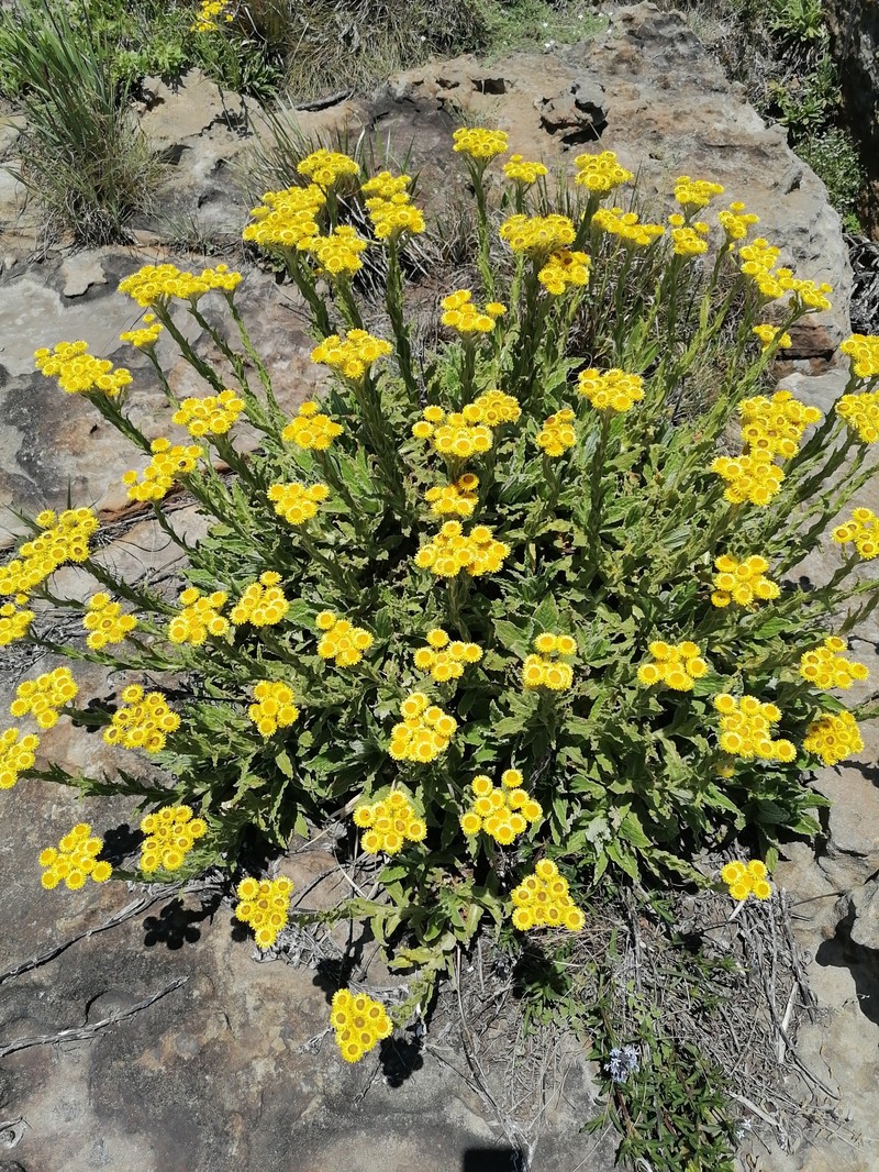 Helichrysum tenax var. tenax photo 2