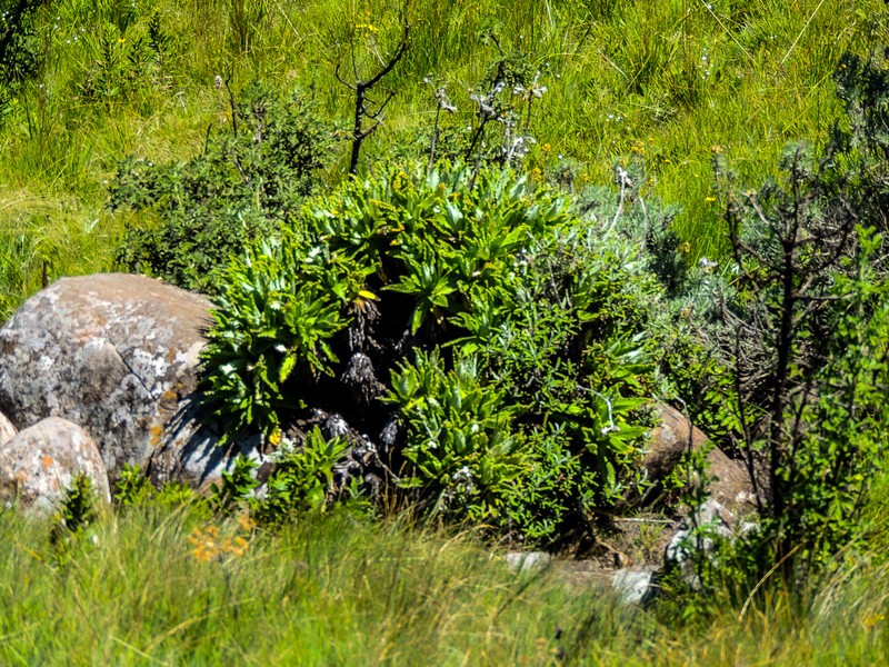 Helichrysum tenax var. tenax photo 4