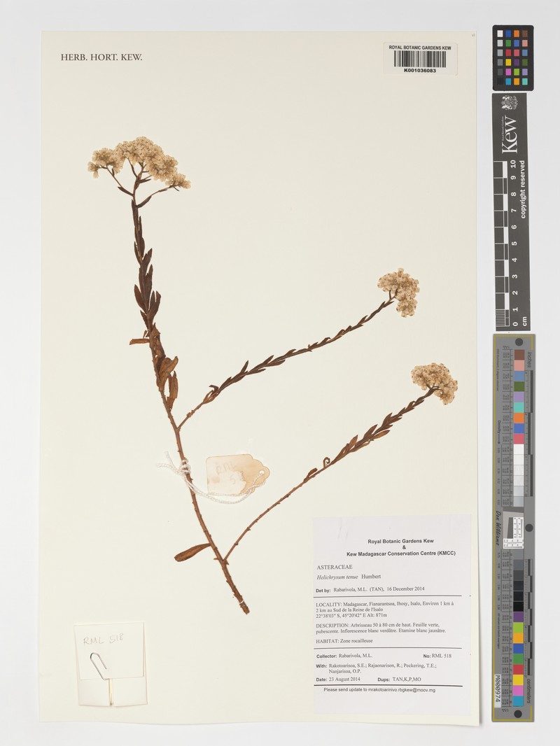 Helichrysum tenue