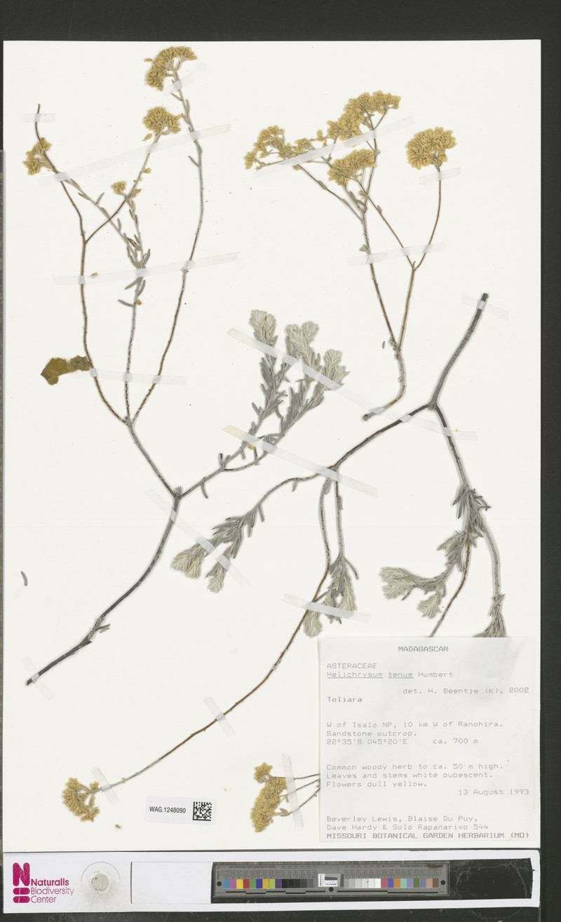 Helichrysum tenue photo 3