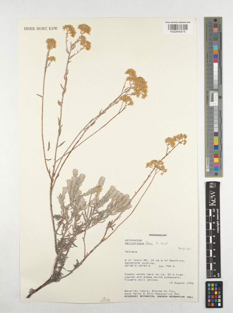 Helichrysum tenue photo 4