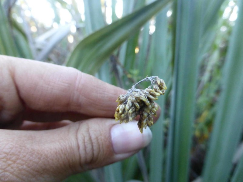 Helichrysum tenuiculum