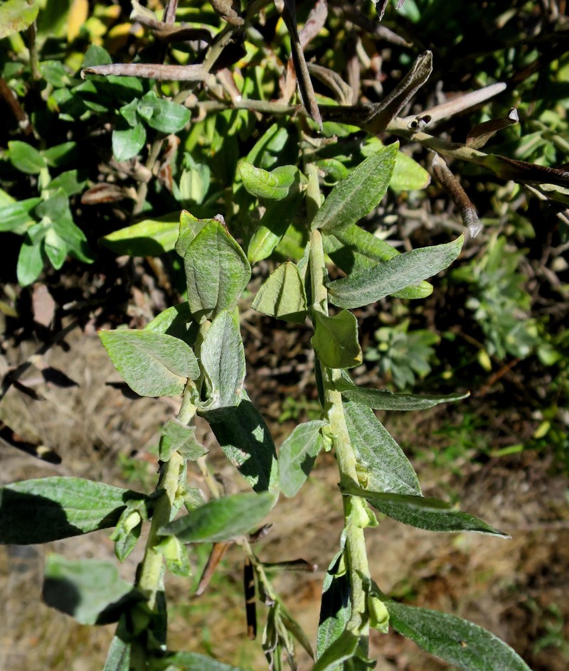 Helichrysum tenuiculum photo 5