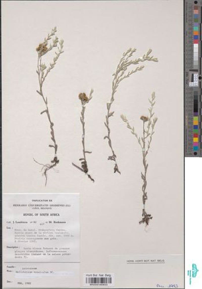 Helichrysum tenuiculum photo 6