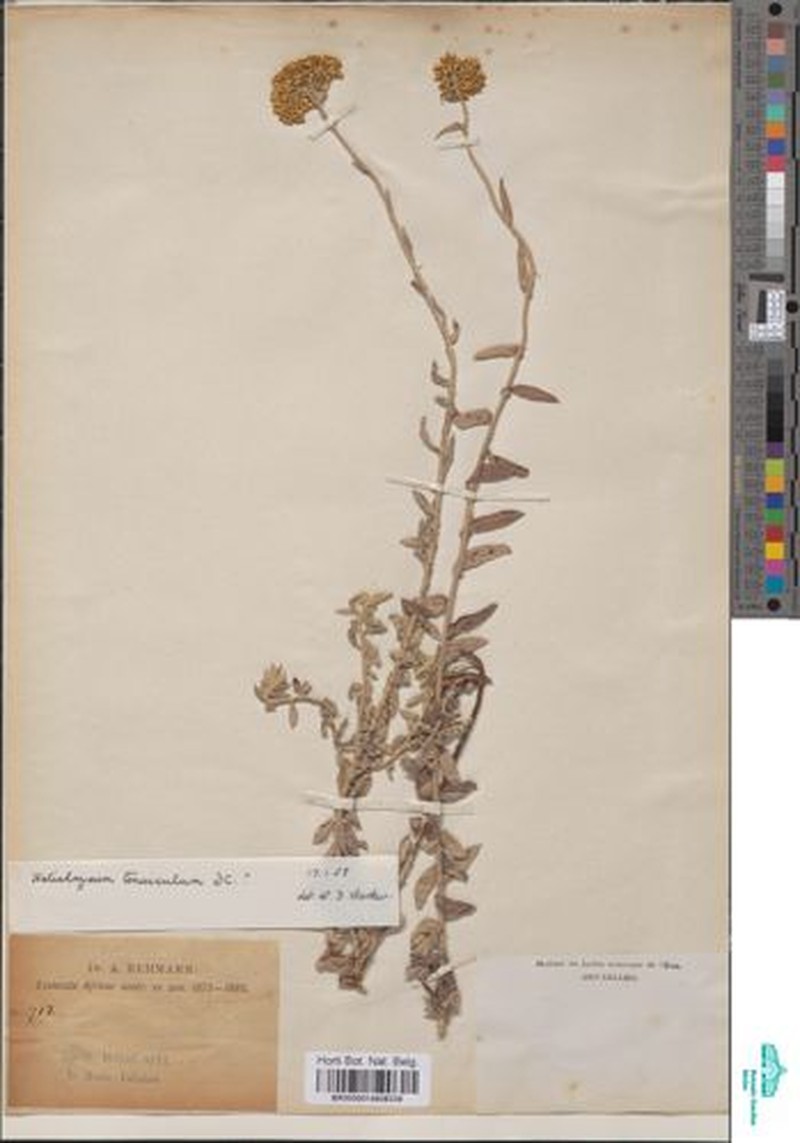 Helichrysum tenuiculum photo 7
