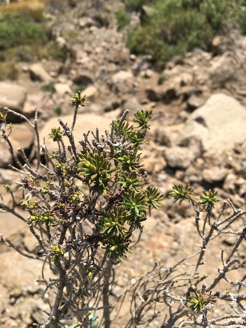 Helichrysum tenuifolium