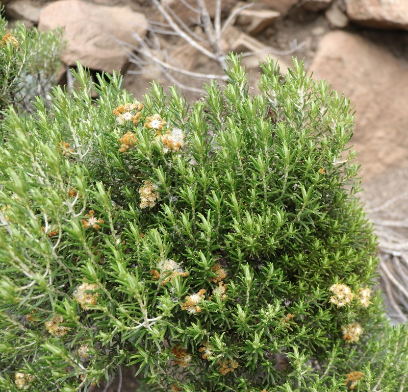 Helichrysum tenuifolium photo 2