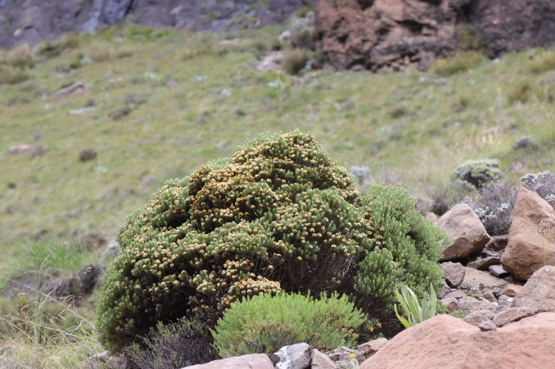 Helichrysum tenuifolium photo 3
