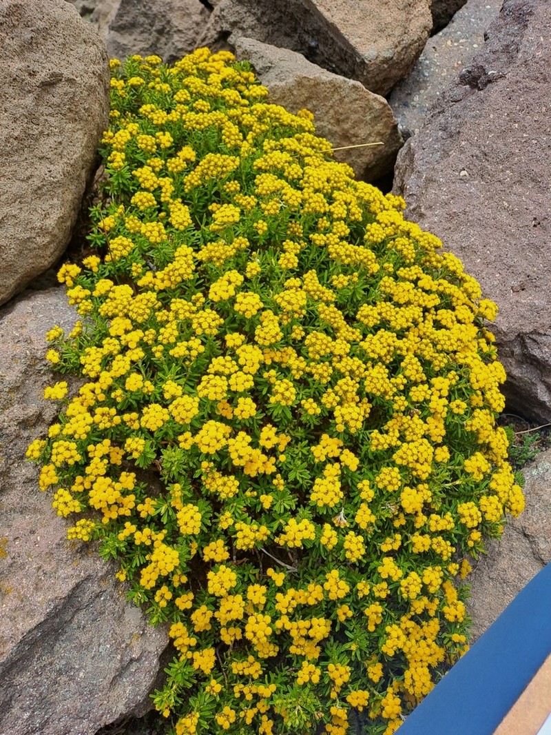 Helichrysum tenuifolium photo 4