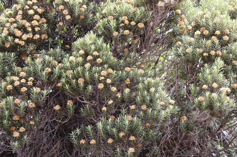 Helichrysum tenuifolium photo 5