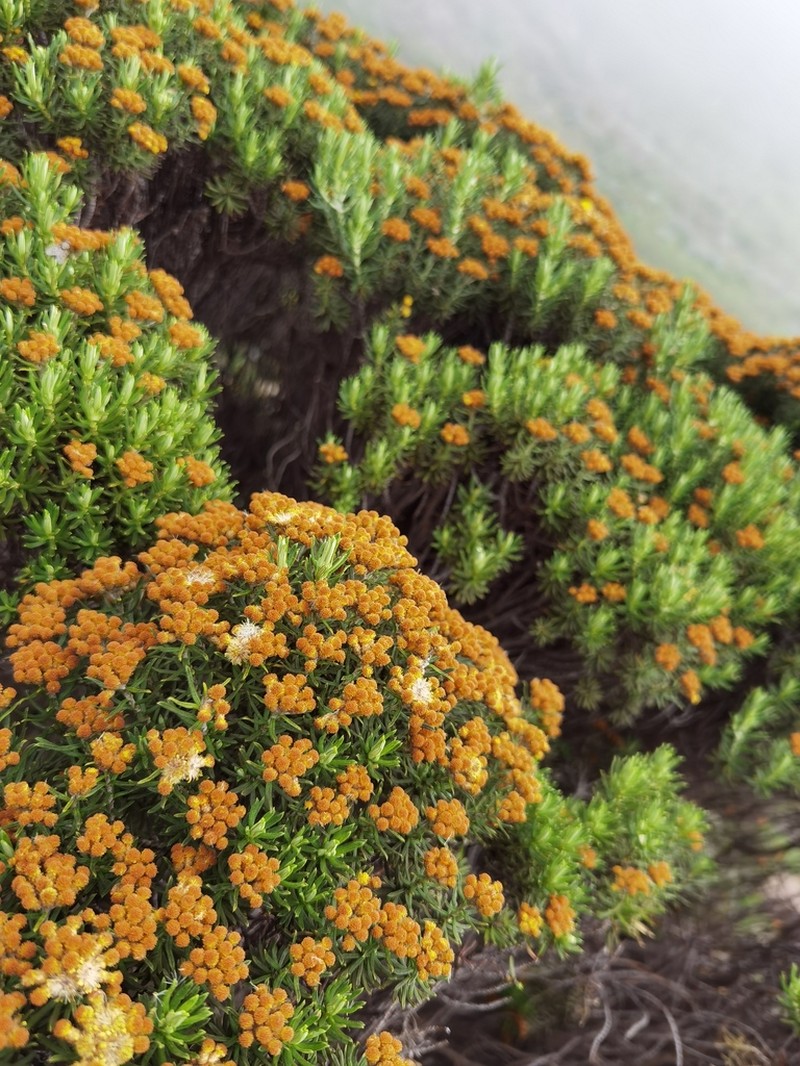 Helichrysum tenuifolium photo 6
