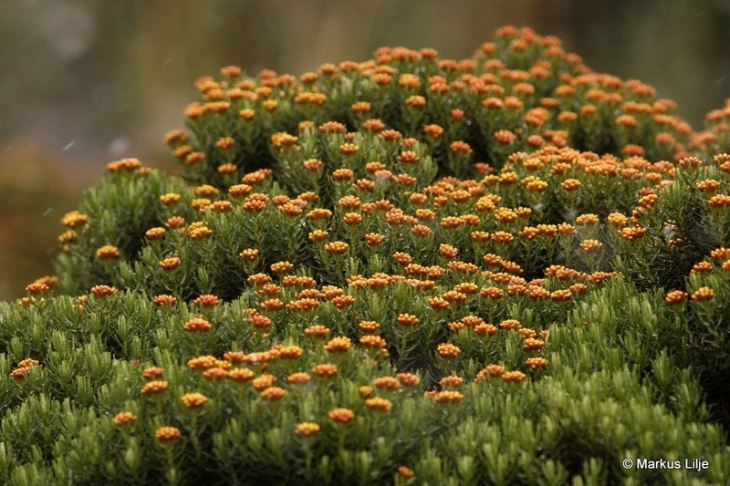 Helichrysum tenuifolium photo 7