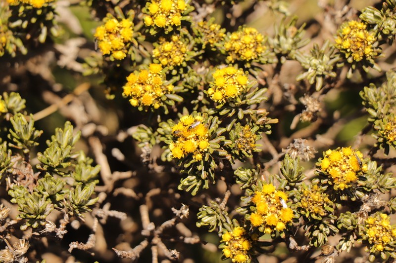 Helichrysum tenuifolium photo 8