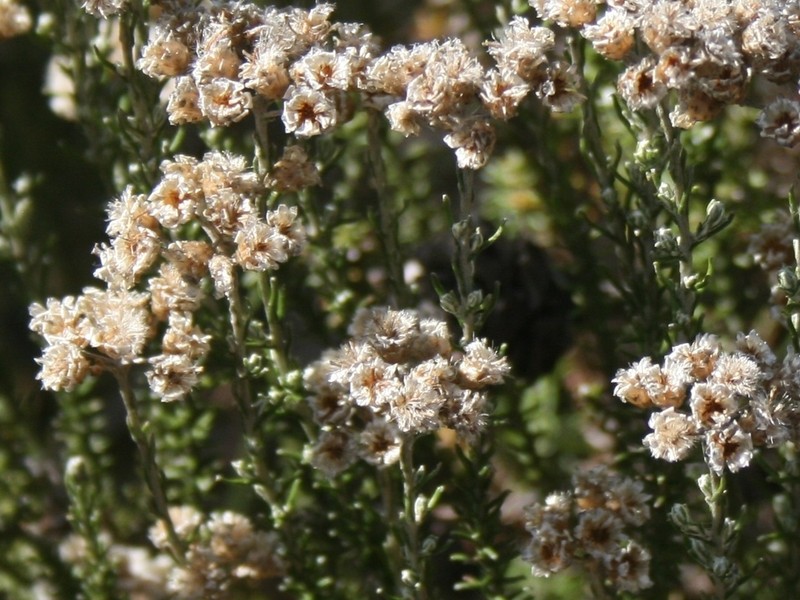 Helichrysum teretifolium