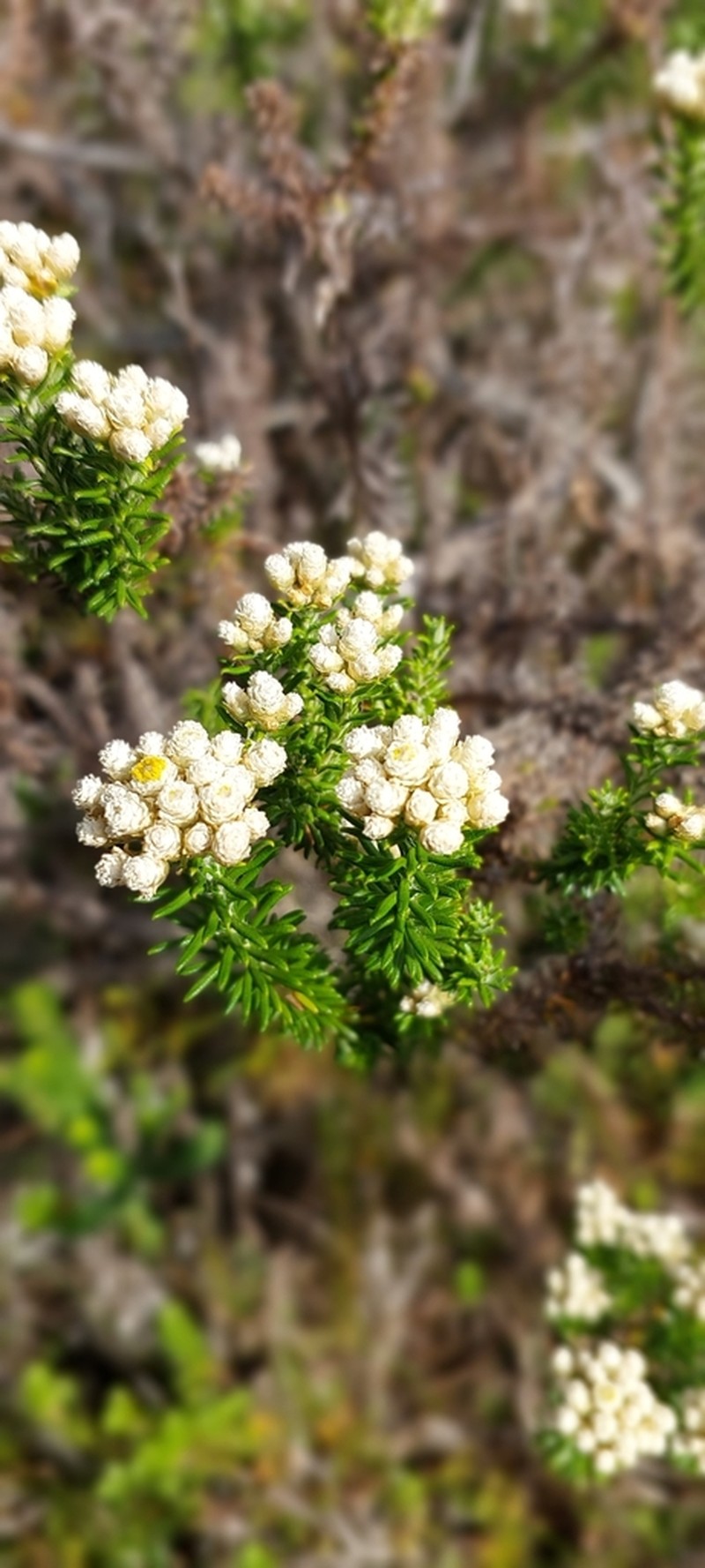 Helichrysum teretifolium photo 2